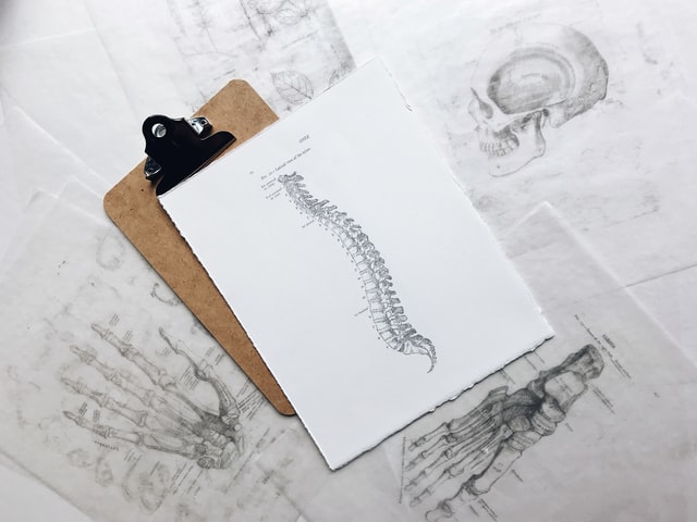 la colonna vertebrale